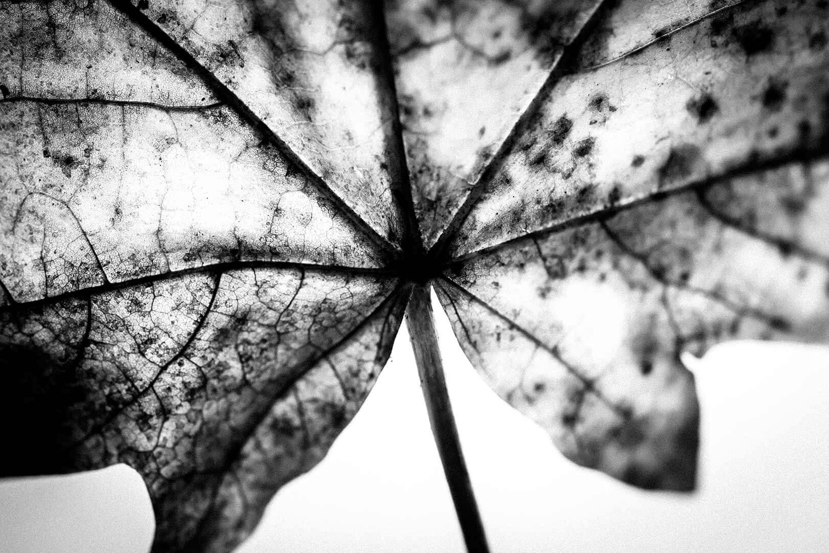 B&W backlit maple leaf silhouette