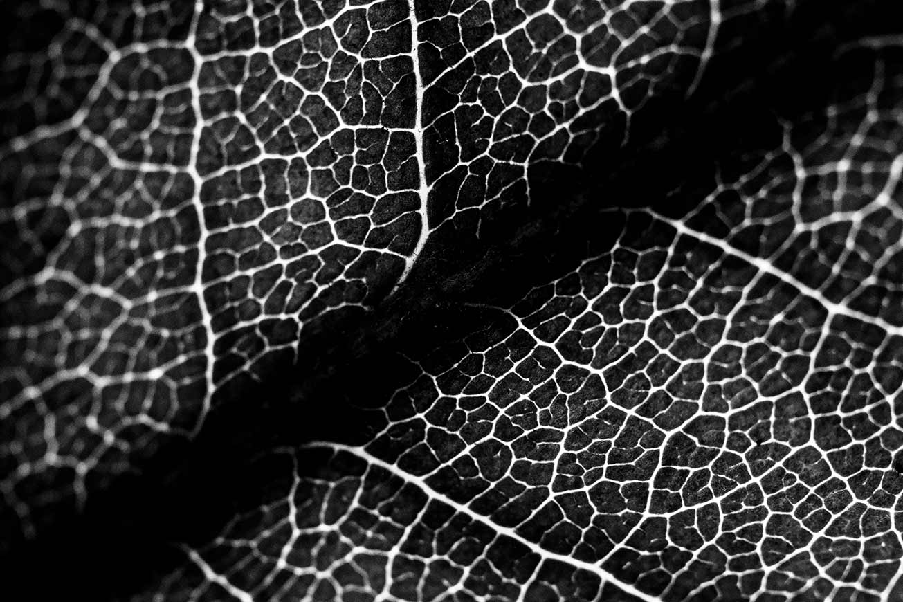 B&W macro leaf vein texture