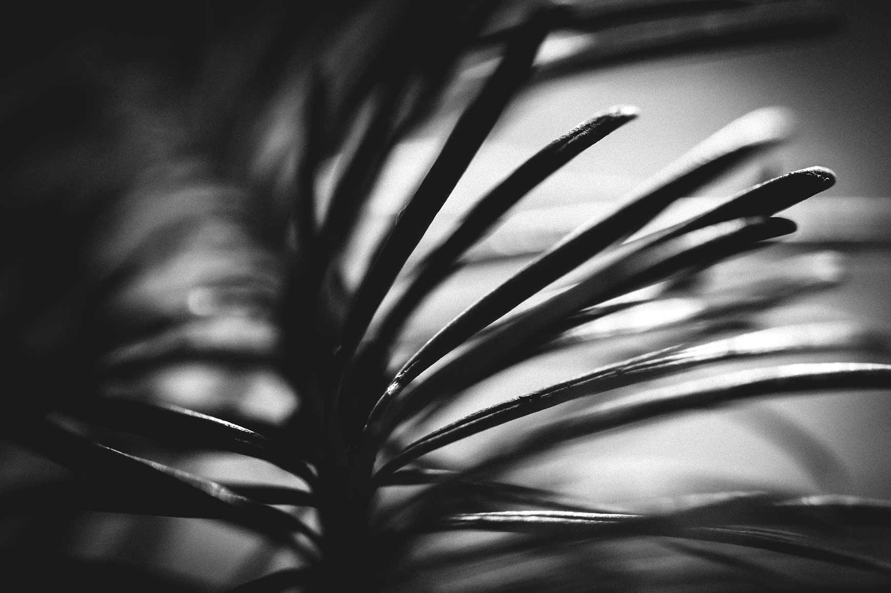 B&W soft-focus fern fronds