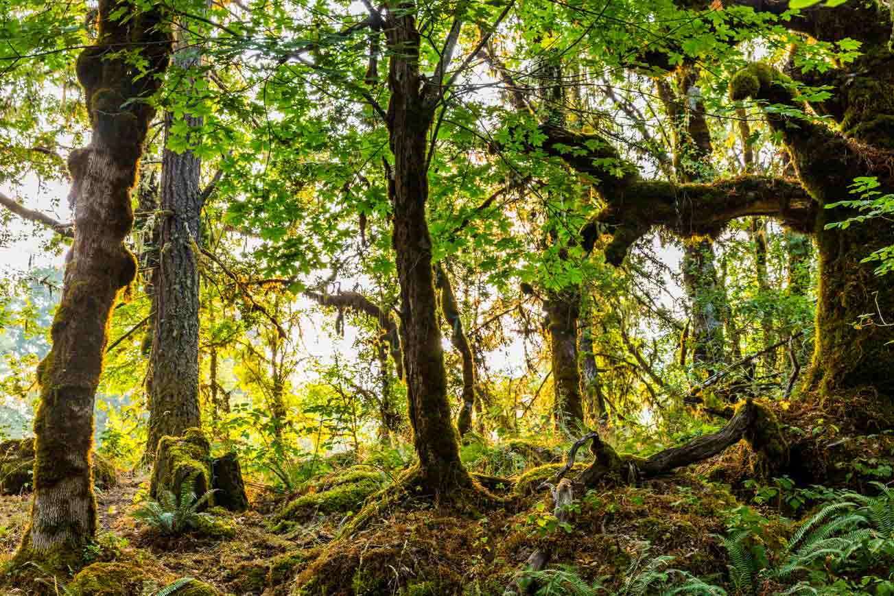 Mossy Oregon forest in soft light