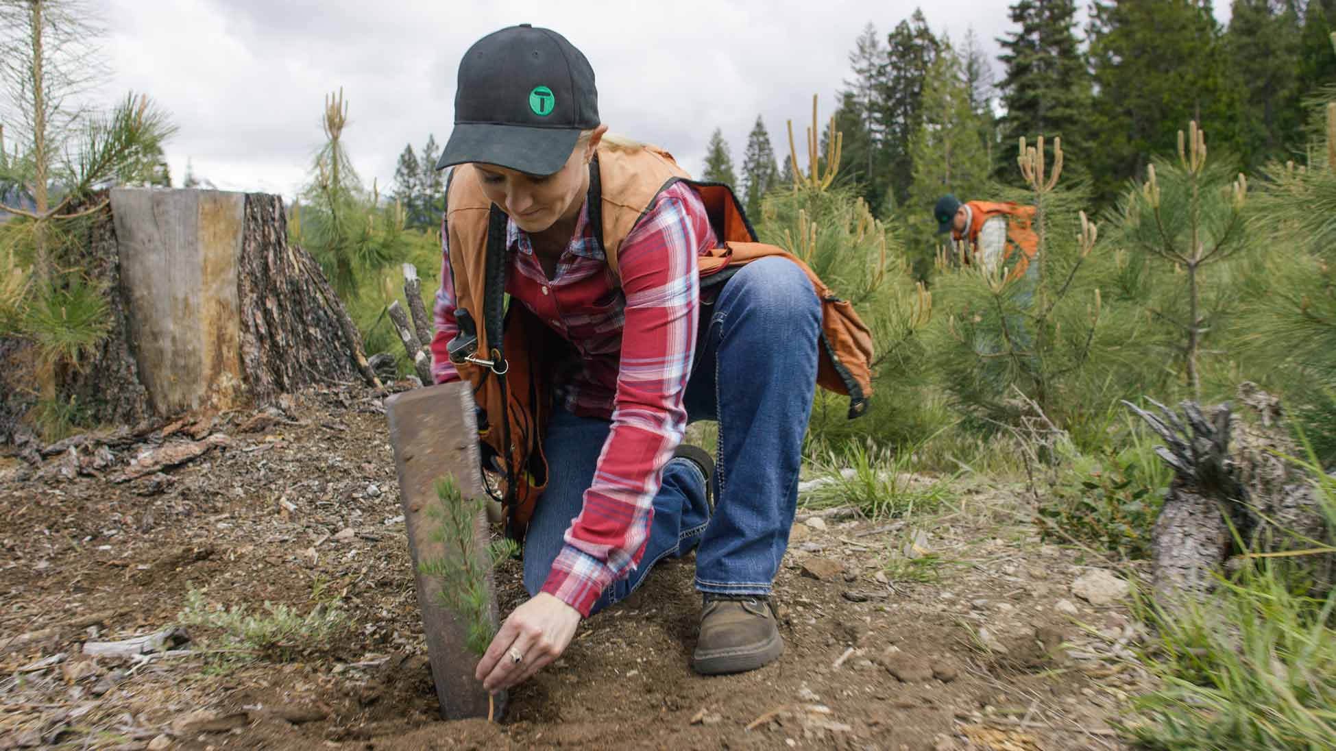 Tree planter kneeling in clearcut