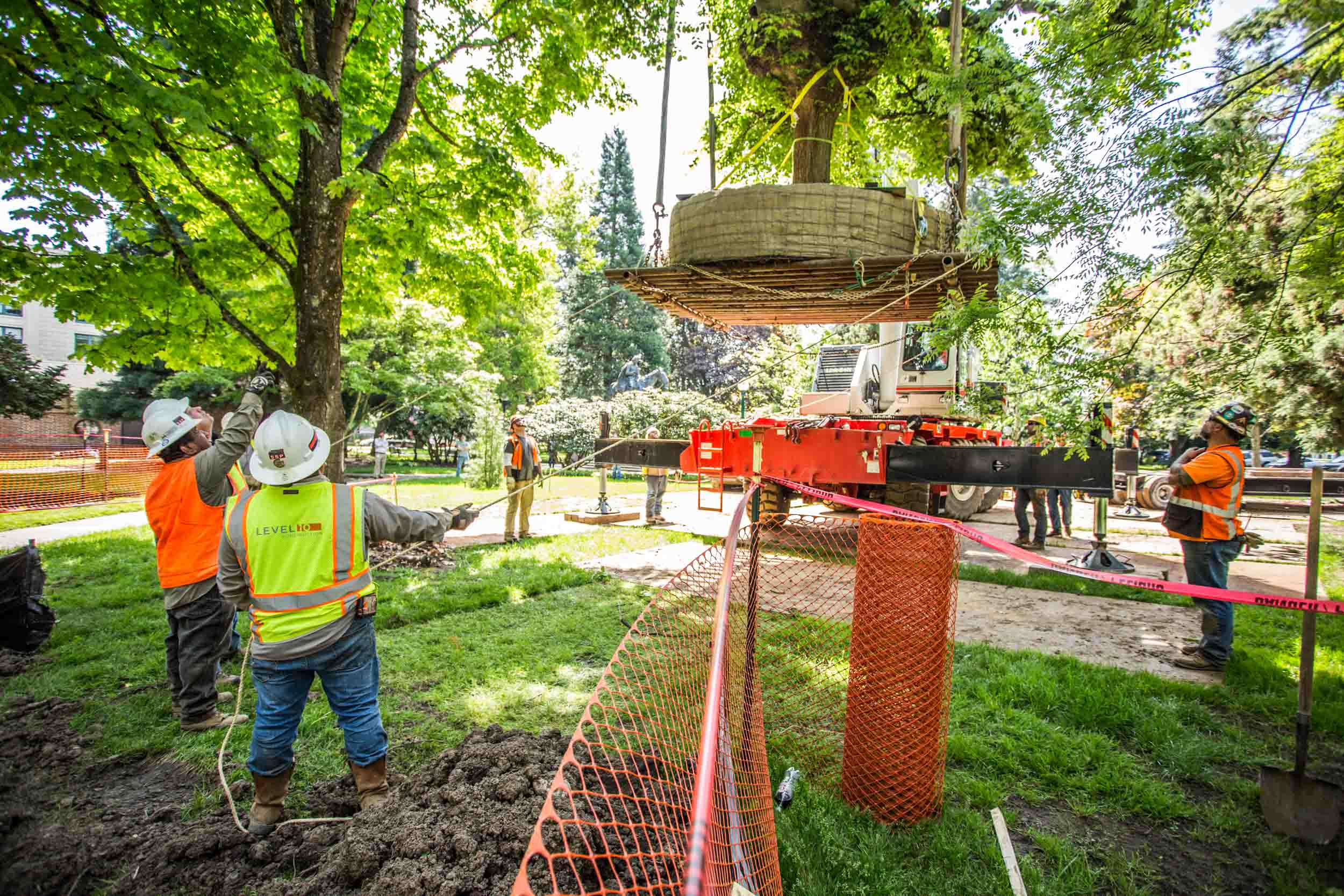 Crew rigging large tree root ball lift
