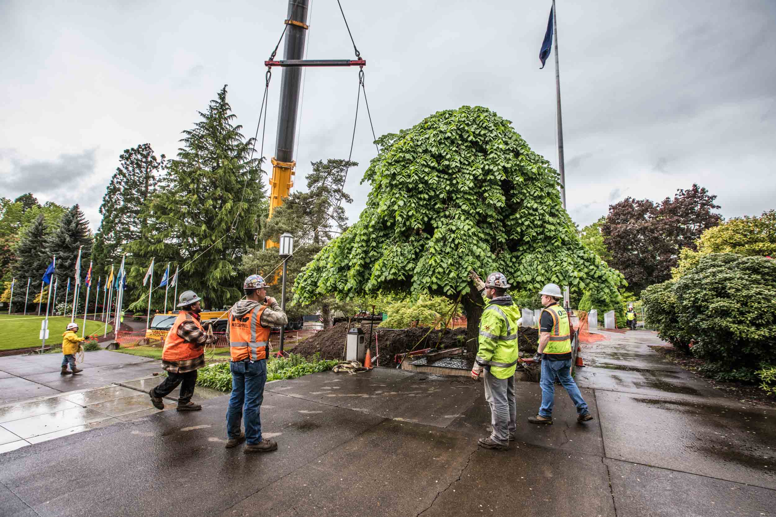 Crew guiding hoisted tree on wet plaza