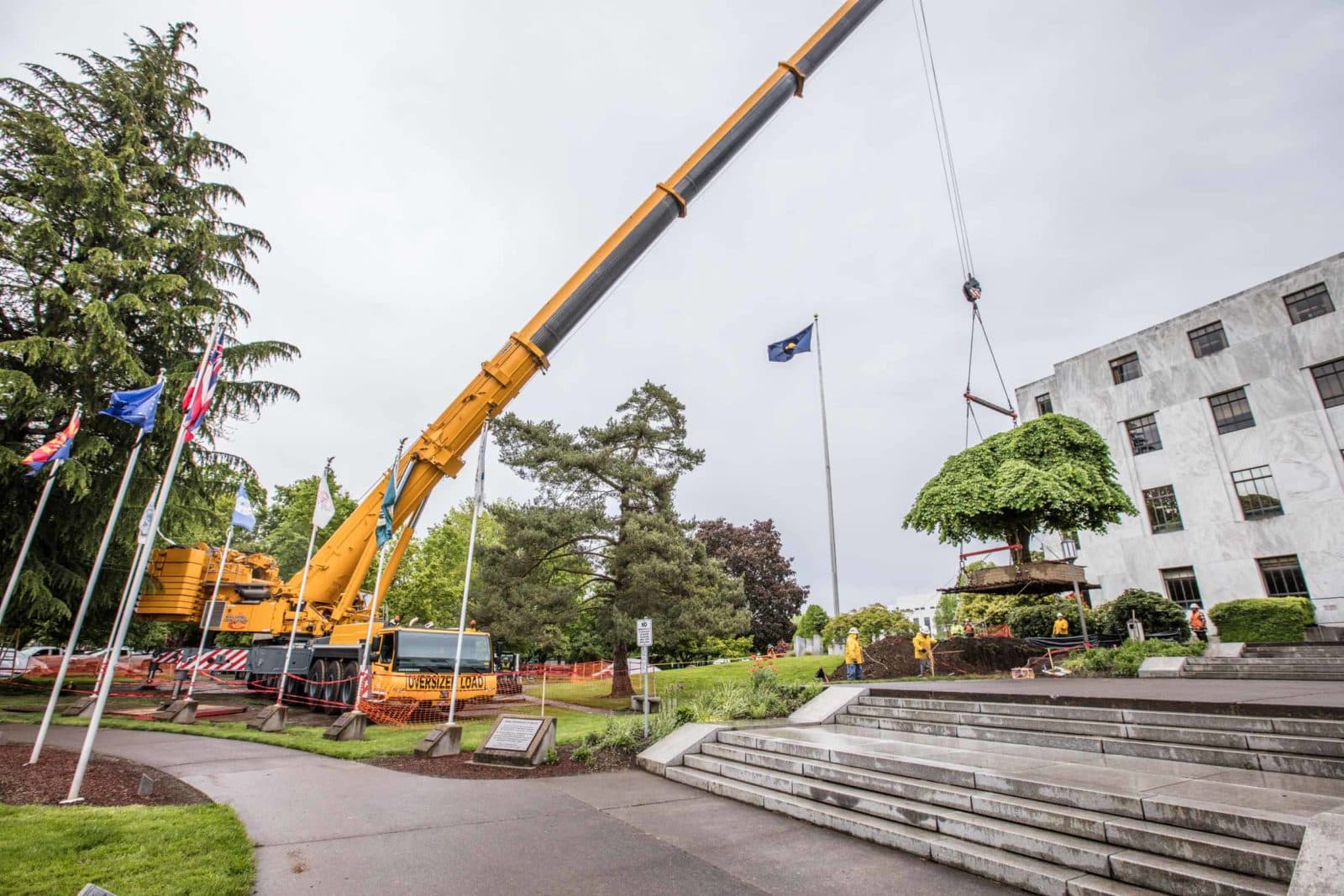 Crane swinging tree over capitol mall