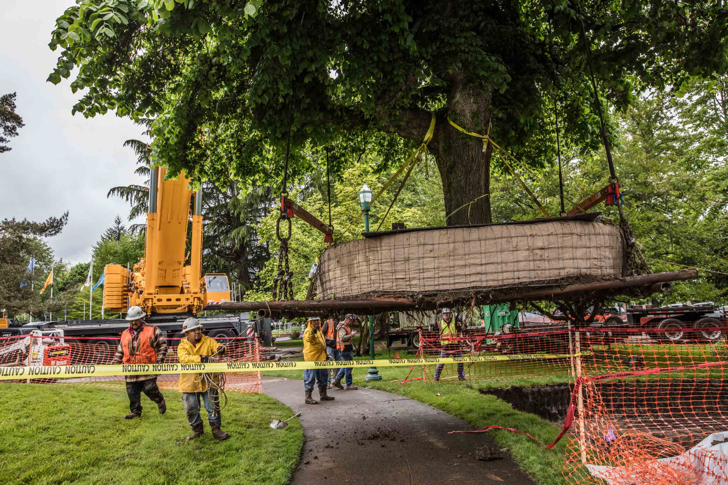 Wrapped root ball lifted under tree canopy
