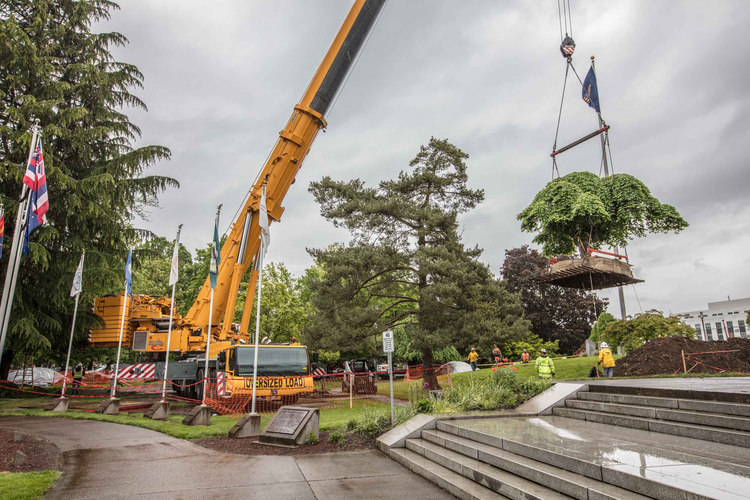 Crane carrying tree past capitol steps