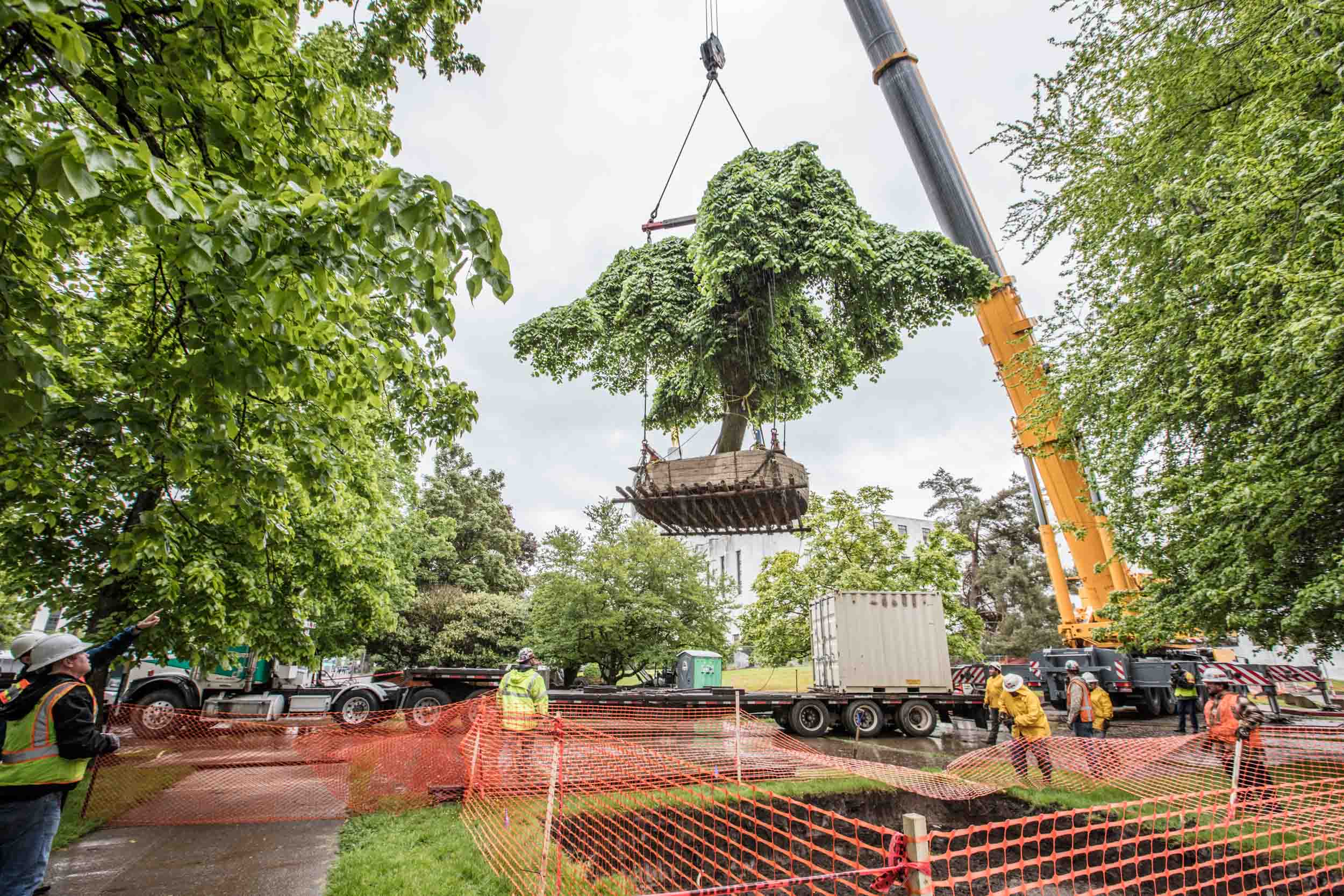 Tree suspended mid-air from crane