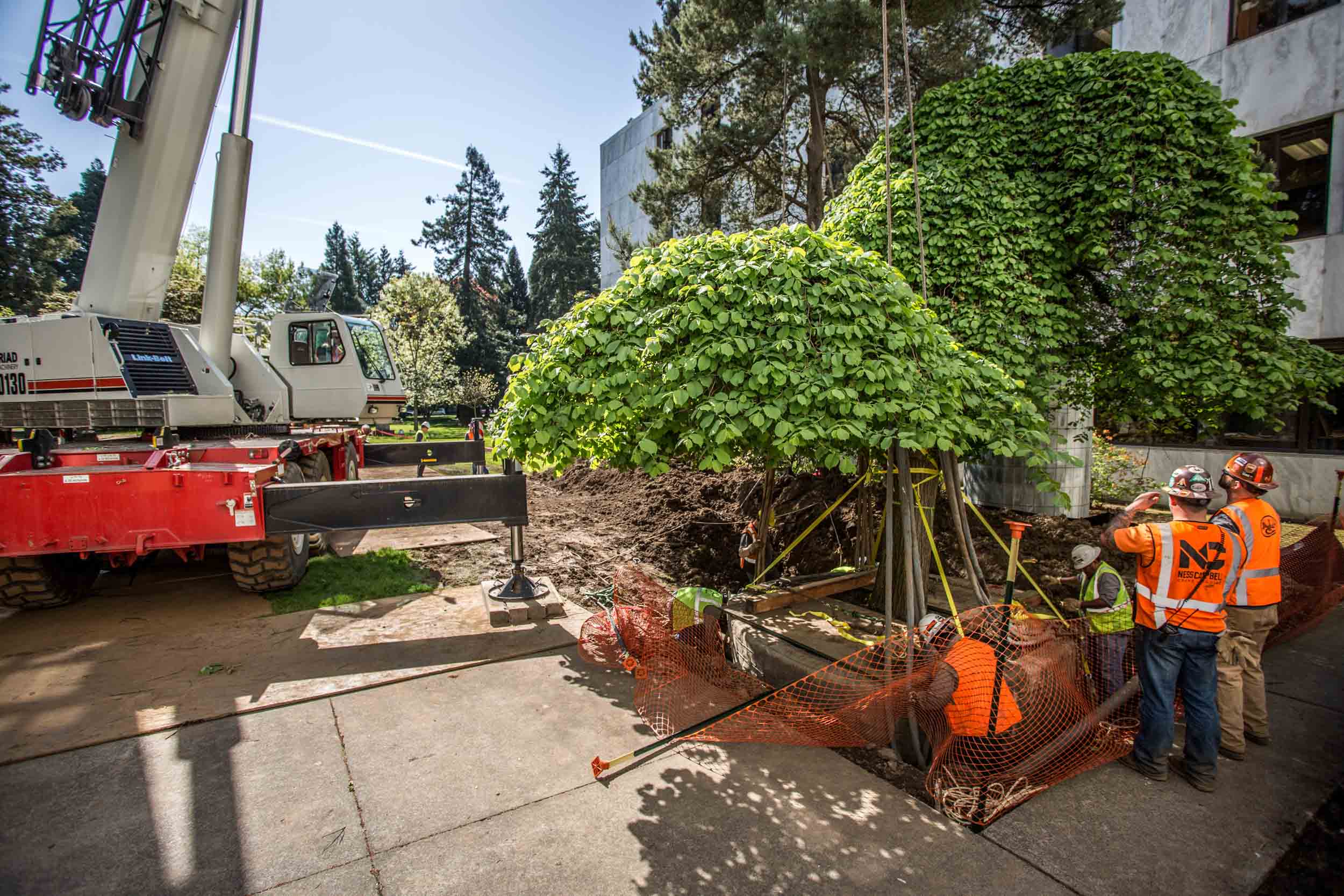 Crew preparing tree root ball for lift