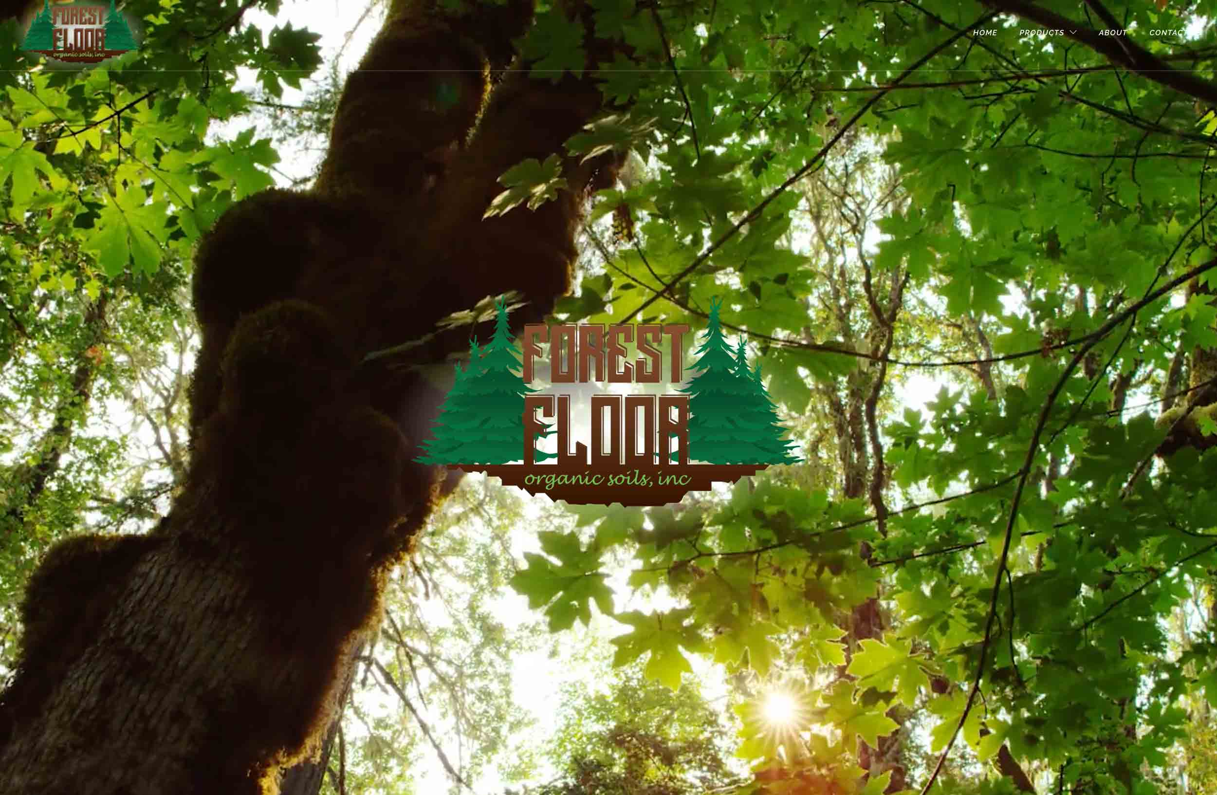 Forest Floor website hero, forest canopy